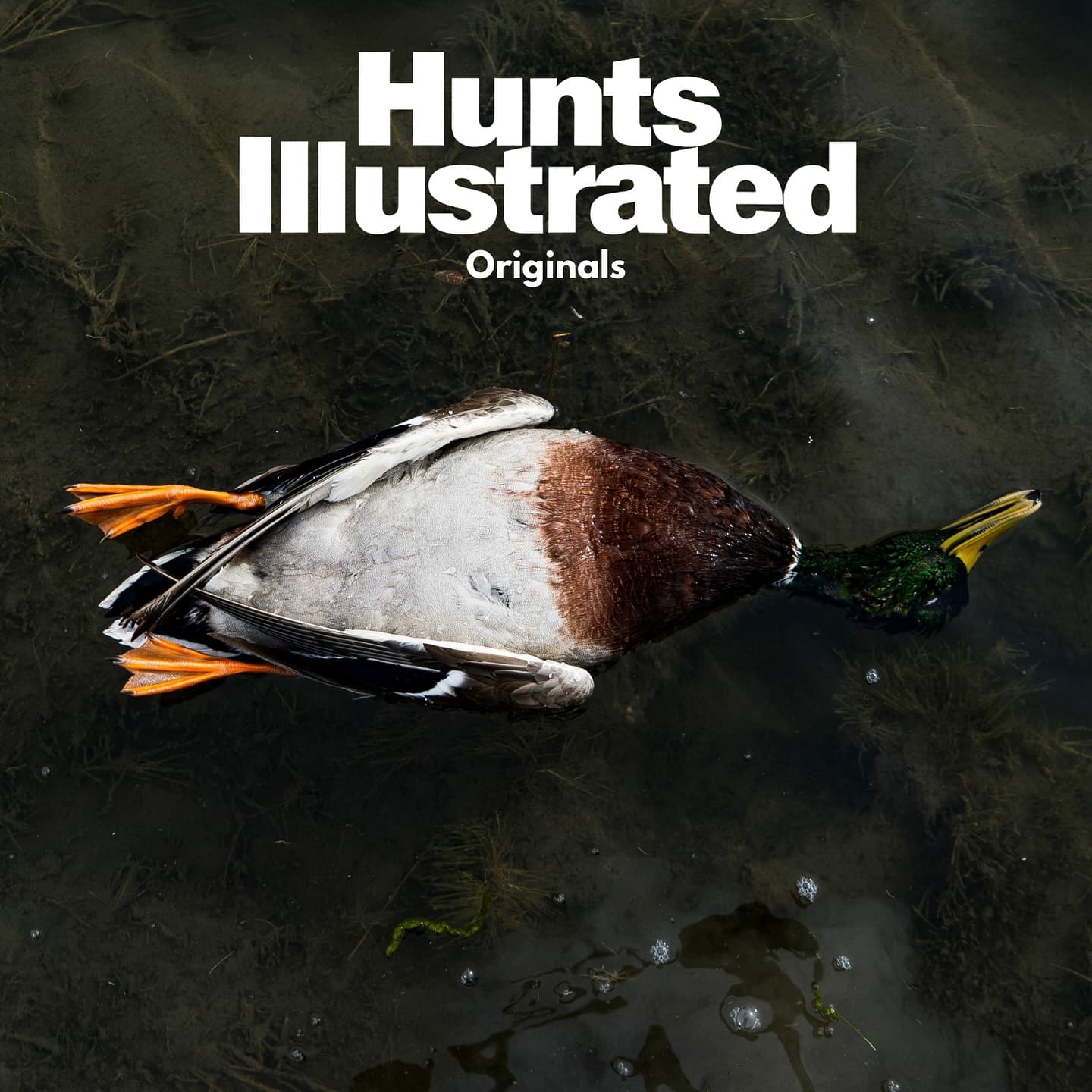 Hunts Illustrated Originals: Belly Up